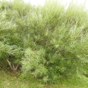Photographie n°2091471 du taxon Salix eleagnos subsp. angustifolia (Cariot & St.-Lag.) Rech.f. [1957]
