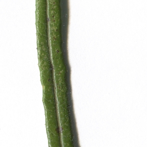 Photographie n°2091478 du taxon Salix eleagnos subsp. angustifolia (Cariot & St.-Lag.) Rech.f. [1957]