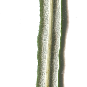 Photographie n°2091479 du taxon Salix eleagnos subsp. angustifolia (Cariot & St.-Lag.) Rech.f. [1957]