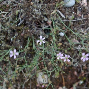 Photographie n°2091491 du taxon Petrorhagia saxifraga (L.) Link