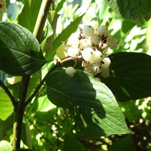 Photographie n°2091503 du taxon Cornus alba L. [1767]