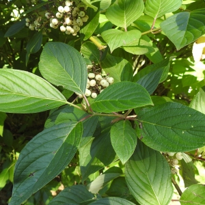 Photographie n°2091505 du taxon Cornus alba L. [1767]