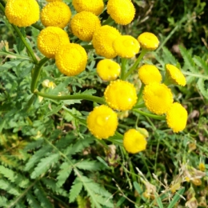 Photographie n°2091512 du taxon Tanacetum vulgare L. [1753]