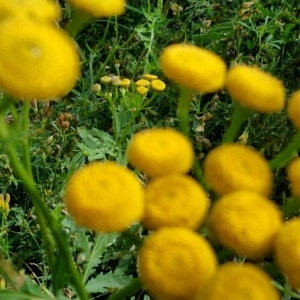 Photographie n°2091513 du taxon Tanacetum vulgare L. [1753]