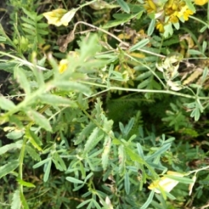 Photographie n°2091514 du taxon Tanacetum vulgare L. [1753]