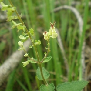 Photographie n°2091530 du taxon Teucrium scorodonia L.