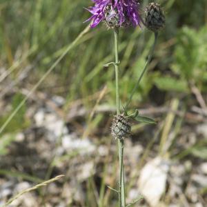 Photographie n°2091561 du taxon Centaurea scabiosa subsp. scabiosa 