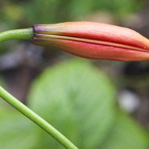 Photographie n°2091589 du taxon Lilium pomponium L.