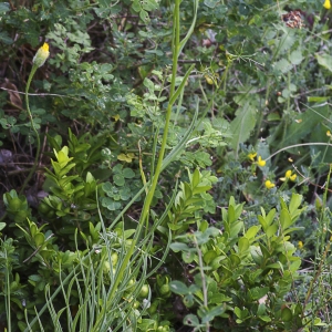 Photographie n°2091590 du taxon Lilium pomponium L.