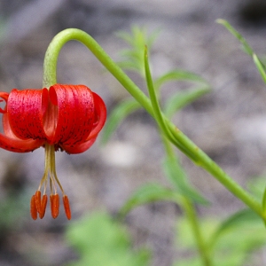 Photographie n°2091591 du taxon Lilium pomponium L.