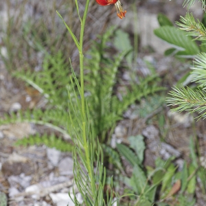 Photographie n°2091594 du taxon Lilium pomponium L.