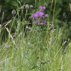 Photographie n°2091599 du taxon Centaurea scabiosa subsp. scabiosa 