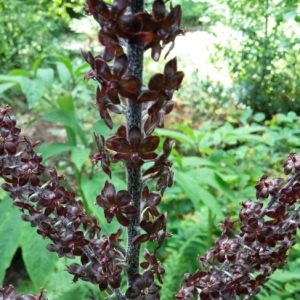 Photographie n°2091629 du taxon Veratrum nigrum L. [1753]