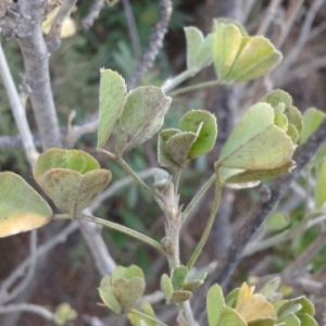 Photographie n°2091634 du taxon Medicago arborea L. [1753]