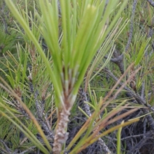 Photographie n°2091640 du taxon Pinus halepensis Mill. [1768]