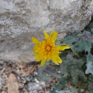 Photographie n°2091644 du taxon Sonchus oleraceus L. [1753]