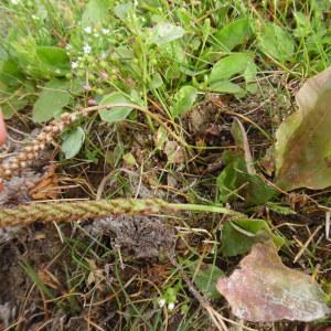 Photographie n°2091686 du taxon Plantago L. [1753]