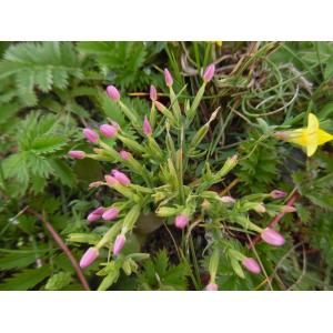 Centaurium littorale (Turner) Gilmour subsp. littorale (Petite-centaurée des grèves)