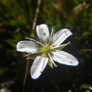 Photographie n°2091858 du taxon Minuartia recurva (All.) Schinz & Thell. [1907]