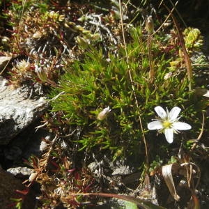 Photographie n°2091860 du taxon Minuartia recurva (All.) Schinz & Thell. [1907]