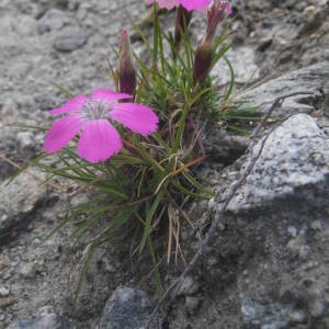 Photographie n°2091871 du taxon Dianthus pavonius Tausch [1839]