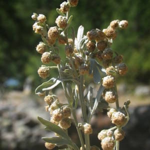 Photographie n°2091931 du taxon Artemisia absinthium L. [1753]