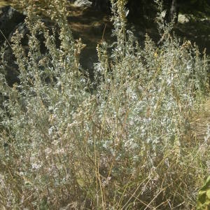 Photographie n°2091932 du taxon Artemisia absinthium L. [1753]