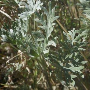 Photographie n°2091934 du taxon Artemisia absinthium L. [1753]