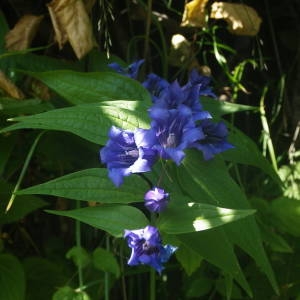 Photographie n°2091935 du taxon Gentiana asclepiadea L. [1753]