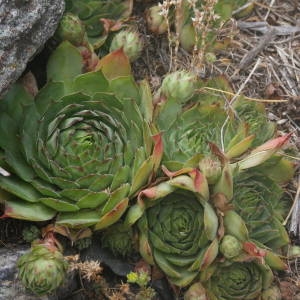 Photographie n°2091954 du taxon Sempervivum tectorum L. [1753]