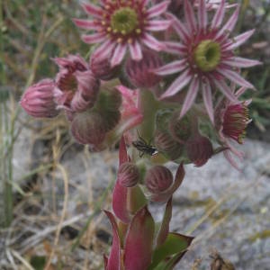 Photographie n°2091957 du taxon Sempervivum tectorum L. [1753]