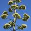  Liliane Roubaudi - Agave americana L. [1753]