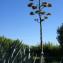  Liliane Roubaudi - Agave americana L. [1753]