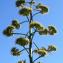  Liliane Roubaudi - Agave americana L. [1753]