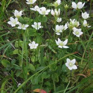 Photographie n°2091984 du taxon Parnassia palustris L. [1753]