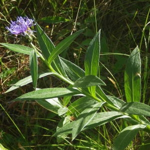 Photographie n°2092003 du taxon Cyanus montanus (L.) Hill [1768]