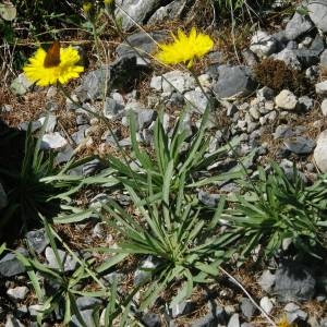 Photographie n°2092008 du taxon Tolpis staticifolia (All.) Sch.Bip. [1861]