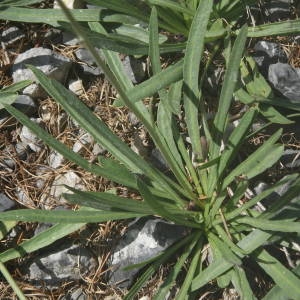 Photographie n°2092009 du taxon Tolpis staticifolia (All.) Sch.Bip. [1861]