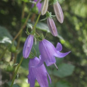 Photographie n°2092013 du taxon Campanula rapunculoides L. [1753]