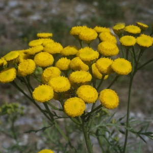 Photographie n°2092025 du taxon Tanacetum vulgare L. [1753]