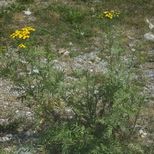 Photographie n°2092026 du taxon Tanacetum vulgare L. [1753]