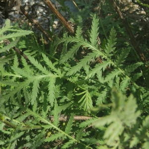 Photographie n°2092027 du taxon Tanacetum vulgare L. [1753]