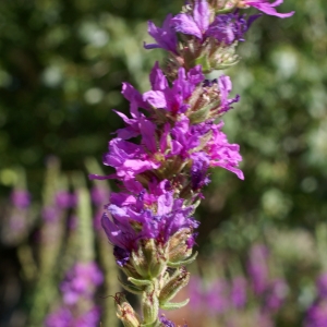 Photographie n°2092053 du taxon Lythrum salicaria L.