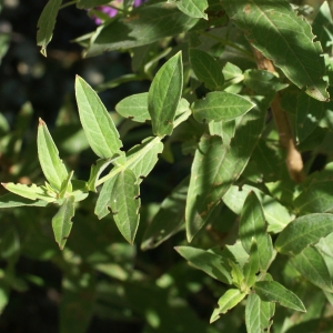 Photographie n°2092055 du taxon Lythrum salicaria L.