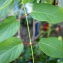  Liliane Roubaudi - Mandevilla suaveolens Lindl.