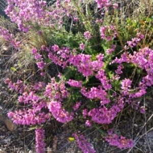 Photographie n°2092071 du taxon Erica cinerea L. [1753]