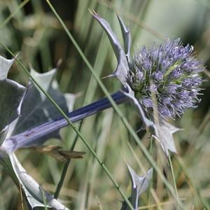 Photographie n°2092125 du taxon Eryngium maritimum L. [1753]