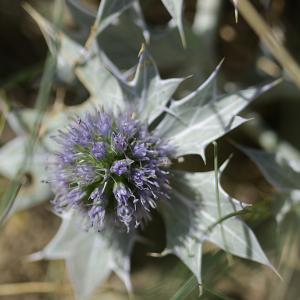 Photographie n°2092130 du taxon Eryngium maritimum L. [1753]