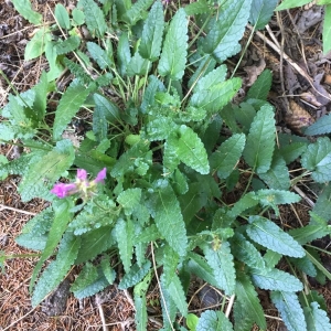 Photographie n°2092142 du taxon Betonica officinalis L.