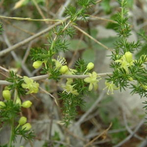 Photographie n°2092166 du taxon Asparagus acutifolius L. [1753]